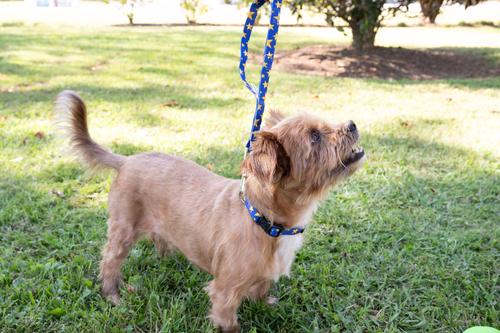 Show full view: Country Brook Design Deluxe Duty Honor Country Dog Collar, XX-Small: 7 to 9-in neck, 1/2-in wide slide 3 of 8