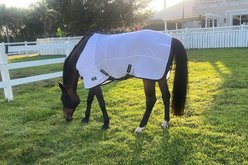 TuffRider Comfy Mesh Stretch Horse Fly Sheet, White, Large