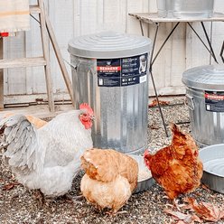 Behrens Galvanized Steel Trash Can with Lid, 10-gal slide 2 of 3