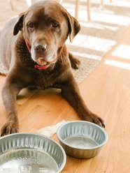 Behrens Galvanized Steel Utility Pan Pet Dish, 1-qt slide 2 of 3