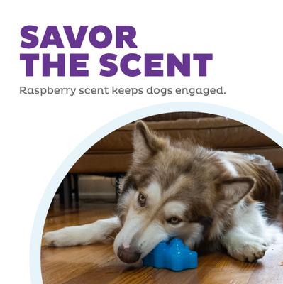 Show full view: Outward Hound Gummiez Bear 2-in-1 Dental Dog Chew & Treat Dispensing Game Toy, Blue slide 5 of 9