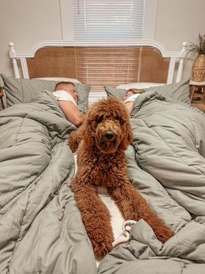 Show full view: Splitz Cozy Blanket for Pet Parents, Coastal Ivory, Queen slide 3 of 11