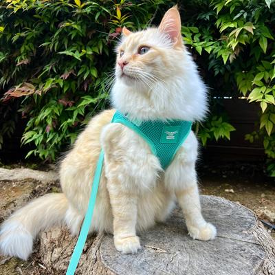 Show full view: Travel Cat Jackson Galaxy Cat Harness & Leash Set, Aqua, Medium: 13.7 to 19.3-in chest slide 9 of 11