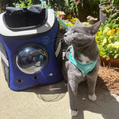 Show full view: Travel Cat Jackson Galaxy Cat Harness & Leash Set, Aqua, Medium: 13.7 to 19.3-in chest slide 3 of 11