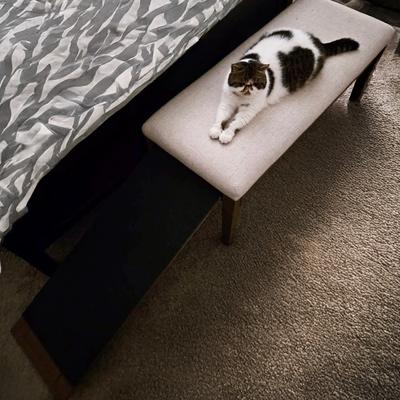 Show full view: OIC Pet Barkley Cat & Dog Bench Ramp, Harvest slide 8 of 11