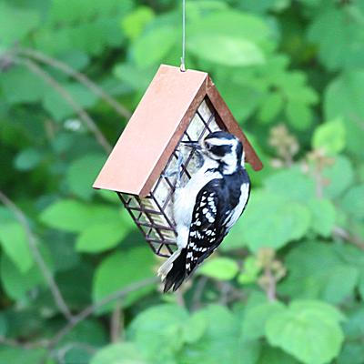 Show full view: Lyric Fine Tunes No Waste Seed Suet Cakes Wild Bird Food, 12-oz tray, 12 count slide 6 of 9
