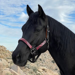 Kensington Protective Products Premium Horse Breakaway Halter, Black/Merlot, Average