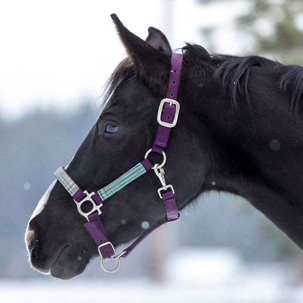 Kensington Protective Products Premium Reflective Nylon Horse Halter