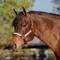 Show in main carousel: Kensington Protective Products Premium Reflective Nylon Horse Halter, Medium, Desert Sand slide 2 of 8