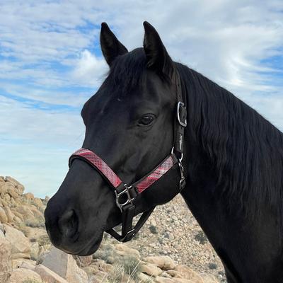 Show full view: Kensington Protective Products Premium Reflective Horse Nylon Breakaway Halter, Small, Black/Merlot slide 2 of 9