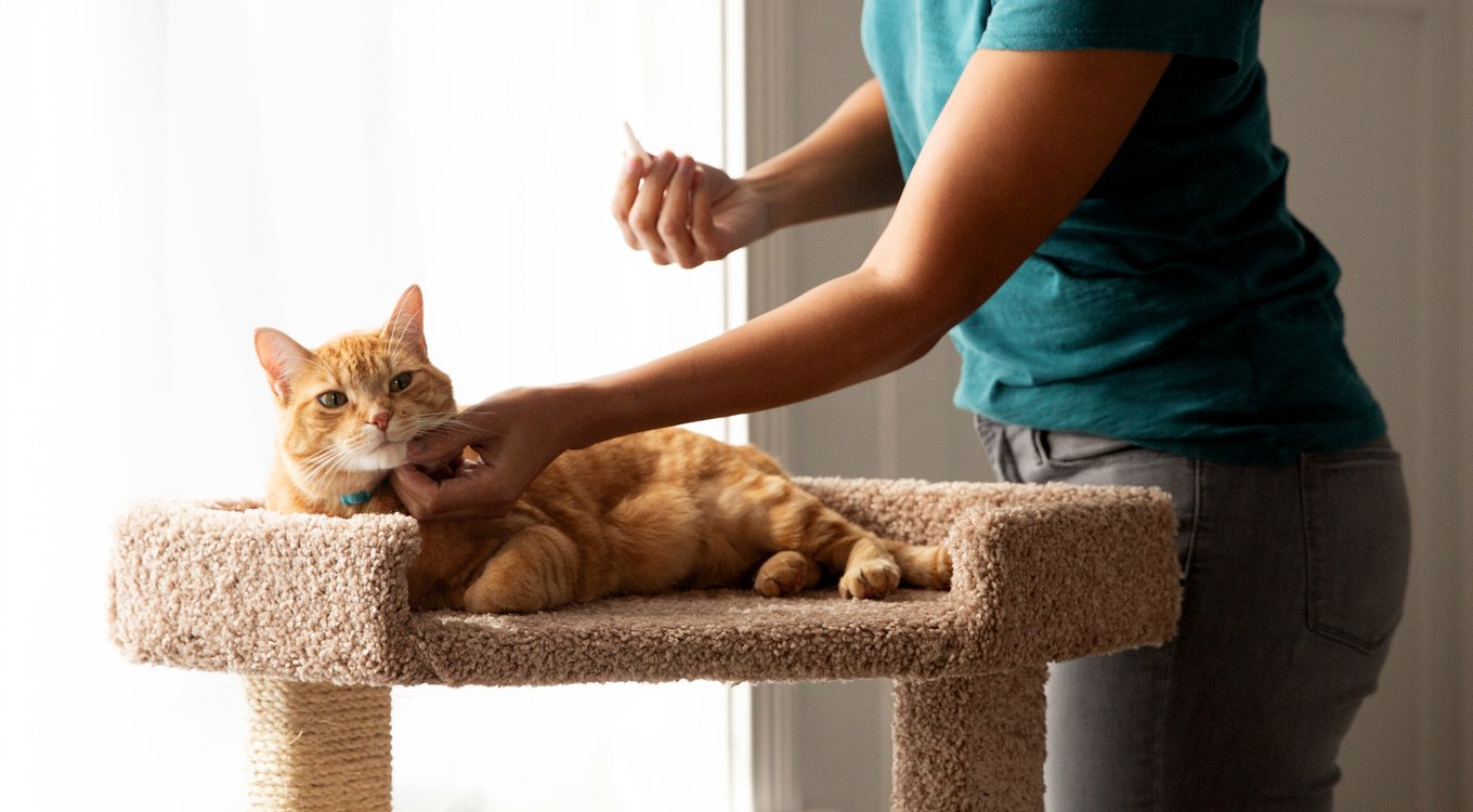 ADVANTAGE Topical Flea Prevention for Small Cats, 2-9 lbs, 2-Monthly ...