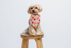 Both Tails Bubbly Dog Bandana, Small slide 2 of 4