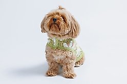 Both Tails Sunshine Crochet Dog Shirt, Large slide 2 of 7