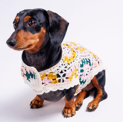 Show full view: Both Tails Bubblegum Crochet Dog Shirt & Bandana, X-Small slide 5 of 6