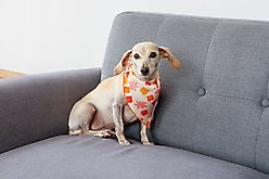 Both Tails Bubbly Dog Bandana, Medium slide 2 of 4