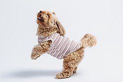 Both Tails Candy Cane Sleeveless Dog Sweater, Small