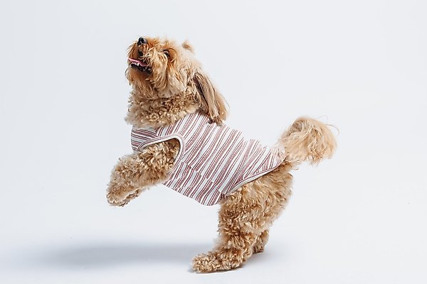 Show full view: Both Tails Candy Cane Sleeveless Dog Sweater, Medium slide 1 of 6