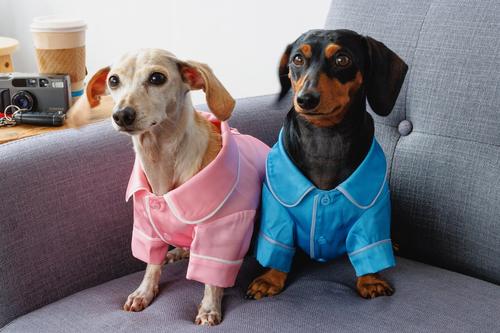 Show full view: Both Tails Dog Pajamas, Blue, XX-Large slide 5 of 5