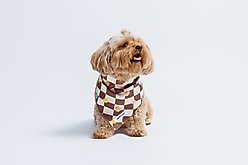 Both Tails Checkers Dog Bandana, Medium slide 2 of 4