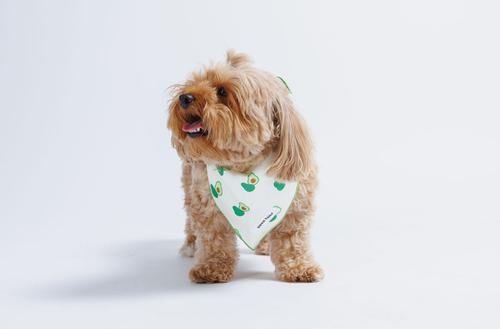 Show full view: Both Tails Avocado Dog Bandana, Small slide 2 of 4