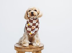 Both Tails Checkers Dog Bandana, Small slide 2 of 4
