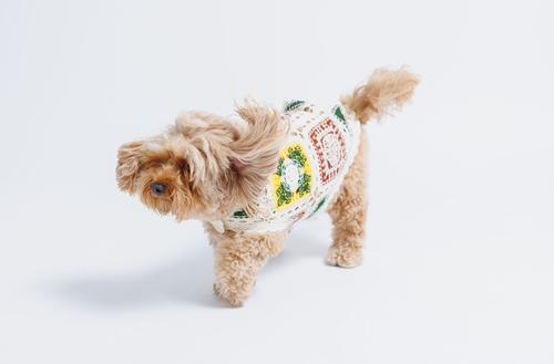 Show full view: Both Tails Cherry Crochet Dog Shirt, Small slide 3 of 5