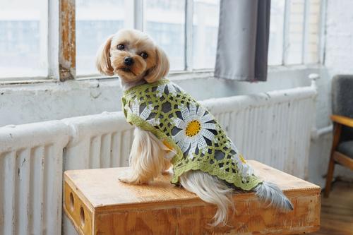 Show full view: Both Tails Sunshine Crochet Dog Shirt, Small slide 2 of 7