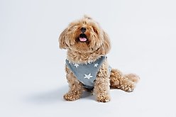Both Tails Starry Night Sleeveless Dog Sweater, Grey, Small slide 2 of 6