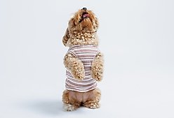 Both Tails Candy Cane Sleeveless Dog Sweater, Small slide 2 of 6