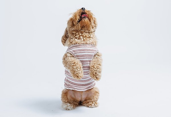 Show full view: Both Tails Candy Cane Sleeveless Dog Sweater, Medium slide 2 of 6