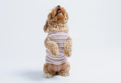 Show full view: Both Tails Candy Cane Sleeveless Dog Sweater, Red, X-Small slide 3 of 7