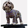 Show in main carousel: Both Tails Sunset Long Sleeve Dog Sweater, X-Small slide 3 of 3