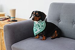 Both Tails Royal Dog Bandana, Medium slide 2 of 4