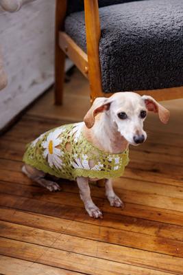 Show full view: Both Tails Sunshine Crochet Dog Shirt, Small slide 6 of 7
