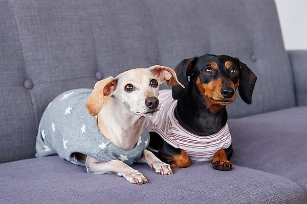 Show full view: Both Tails Starry Night Sleeveless Dog Sweater, Small slide 5 of 6