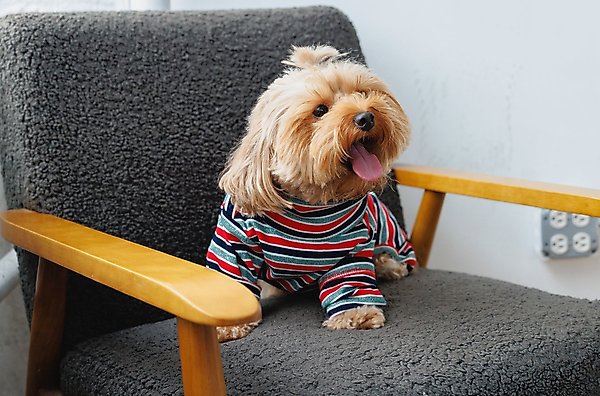 Show full view: Both Tails Midnight Long Sleeve Dog Sweater, Medium slide 1 of 3