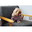 Show in main carousel: Both Tails Midnight Long Sleeve Dog Sweater, Medium slide 1 of 3