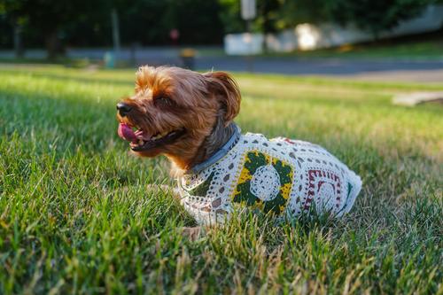 Show full view: Both Tails Cherry Crochet Dog Shirt, Small slide 5 of 5