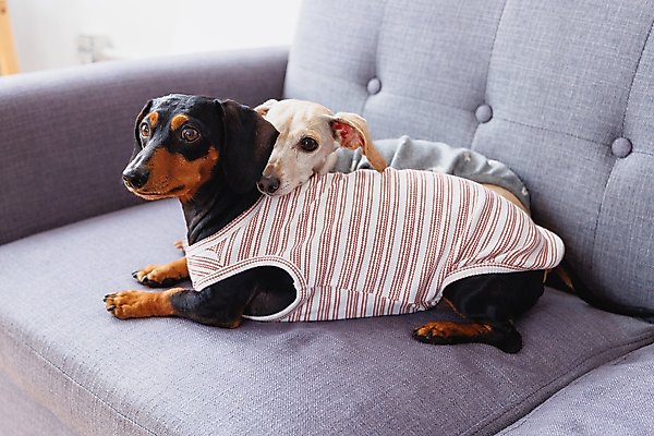 Show full view: Both Tails Candy Cane Sleeveless Dog Sweater, Medium slide 6 of 6