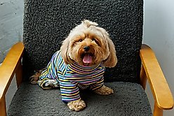 Both Tails Sunset Long Sleeve Dog Sweater, Large