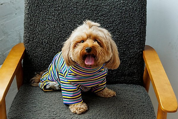 Show full view: Both Tails Sunset Long Sleeve Dog Sweater, X-Small slide 1 of 3