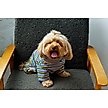 Show in main carousel: Both Tails Sunset Long Sleeve Dog Sweater, X-Small slide 1 of 3