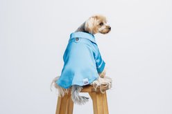 Both Tails Dog Pajamas, Blue, XX-Large