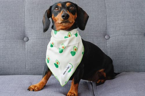 Show full view: Both Tails Avocado Dog Bandana, Small slide 4 of 4