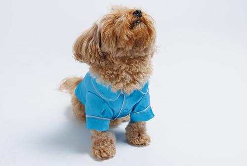 Show full view: Both Tails Dog Pajamas, Blue, XX-Large slide 3 of 5