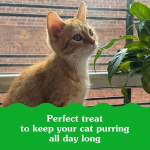 Greenies Smartbites Kitten Chicken Flavor Cat Crunchy Treat, 2.1-oz pouch