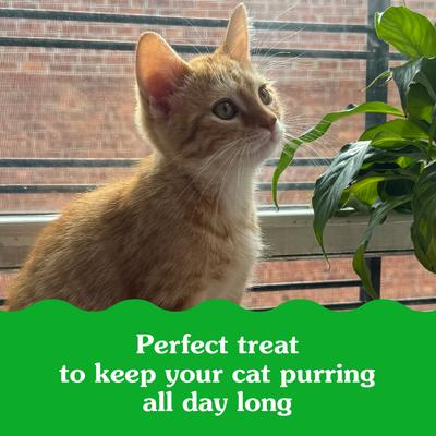 Show full view: Greenies Smartbites Kitten Chicken Flavor Cat Crunchy Treat, 2.1-oz pouch slide 10 of 11