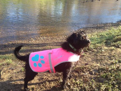 Show full view: SafetyPUP XD Urban Reflective Dog Vest, Pink, Small slide 6 of 8