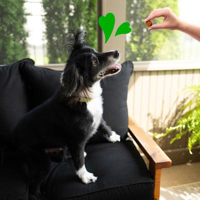 Show full view: Greenies 8-in-1 Multi-Benefit Chicken Flavored Soft Chew Multivitamin for Dogs, 15.5-oz tub slide 9 of 11