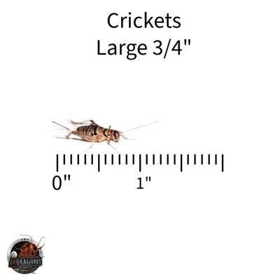 Show full view: ABDragons Live Crickets Reptile Food, Large, 100 count slide 4 of 6